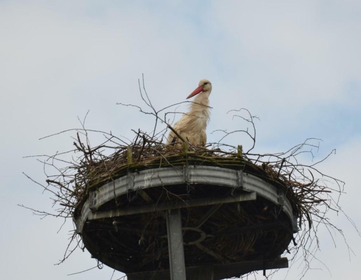 ベースコウStorchennest An Der Spree In Radinkendorfアパートメント エクステリア 写真